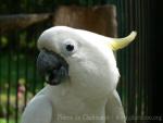 Triton cockatoo