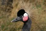 Black crowned-crane