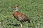 West Indian whistling-duck