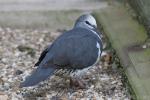 Wonga pigeon *