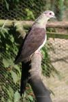 Barred cuckoo-dove *