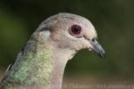Barred cuckoo-dove *
