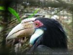 Wreathed hornbill *