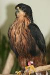 Rufous-bellied eagle