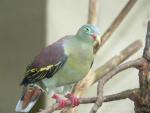 Thick-billed green-pigeon