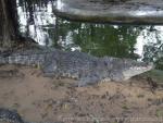 Saltwater crocodile *