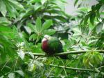 Wompoo fruit-dove