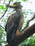 Crested serpent-eagle
