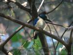 Collared kingfisher