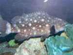 Whitespotted grouper *