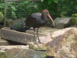 Puna ibis *