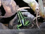 Three-striped poison frog *