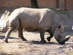 Eastern black rhinoceros