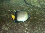 Yellowtail angelfish *