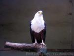 African fish-eagle *