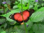 Red lacewing *