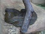 African rock python *