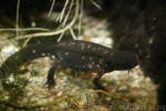 Okinawa sword-tailed newt