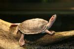 Brown roofed turtle *