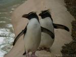 Northern rockhooper penguin