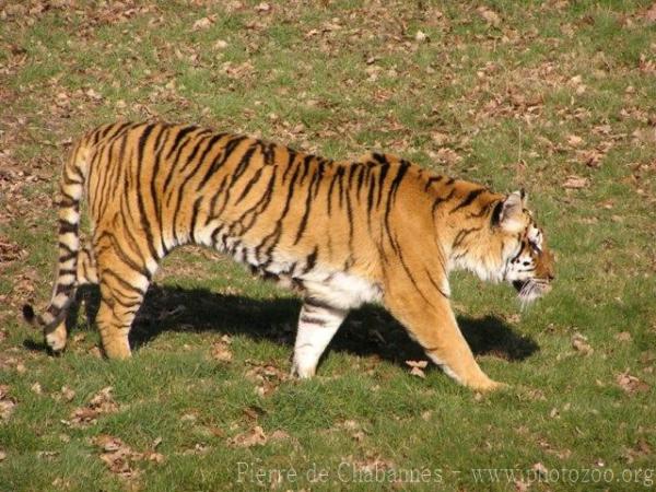 Mainland tiger
