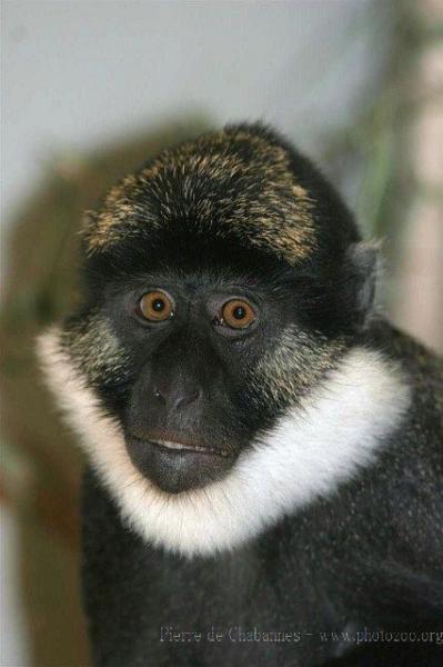 White-throated guenon
