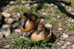 Fulvous whistling-duck
