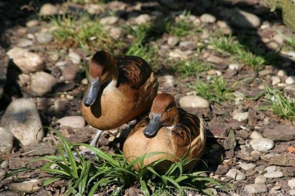Fulvous whistling-duck