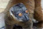 Gray-headed lemur