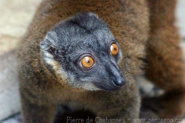 Gray-headed lemur