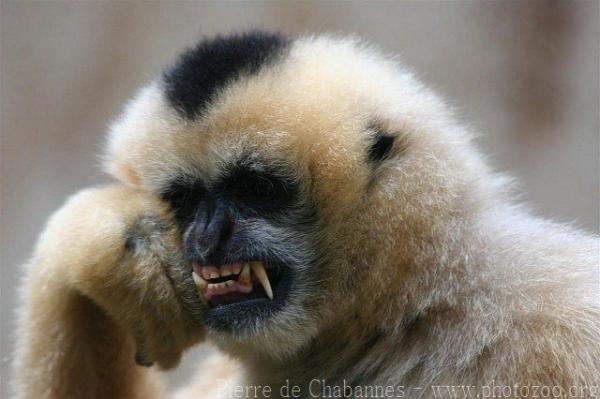 Northern white-cheeked crested gibbon