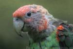 Brown-necked parrot