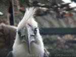 White-crowned hornbill