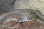 Montpellier snake