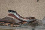 Black-headed diadem snake