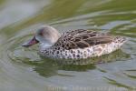 Cape teal