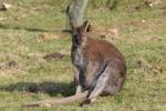 Red-necked wallaby