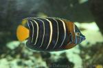 Goldtail angelfish