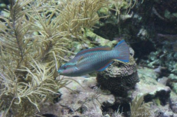 Striped parrotfish