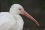 American white ibis *