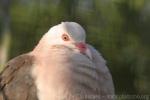 Pink pigeon