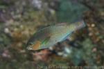 Rivulated parrotfish *