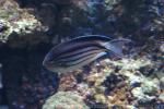 Blackstriped angelfish