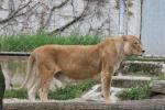 Atlas lion *