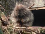 North American porcupine *