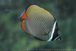 Redtail butterflyfish