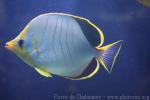 Yellowhead butterflyfish