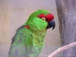 Thick-billed parrot