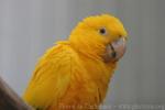 Golden parakeet *