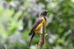 Yellow-rumped marshbird *
